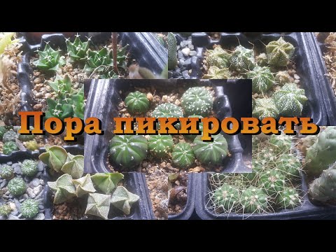 Видео: Пикировка кактусов.