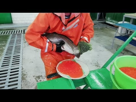 Видео: Как доят рыбу в Сочи - Форелевое хозяйство Сочи - VO Time