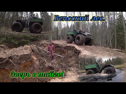 Видео: ПУТЕШЕСТВИЕ В ГЛУХУЮ ТАЙГУ НА ЛЕСНЫЕ ОЗЁРА // ВЕЗДЕХОД (КАРАКАТ) "ЗВЕРЬ" В ВЕПСКОМ ЛЕСУ.