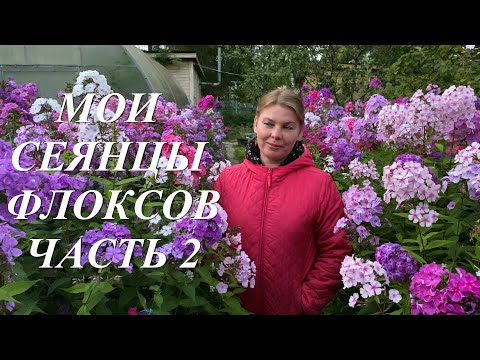 Видео: Селекция флоксов  Прогулка по саду флоксов 2