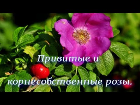 Видео: Привитые и корнесобственные розы. Питомник растений Е. Иващенко