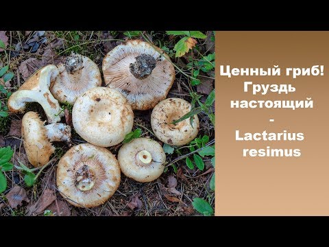 Видео: Ценный гриб!  Груздь белый  (настоящий) - Lactarius resimus