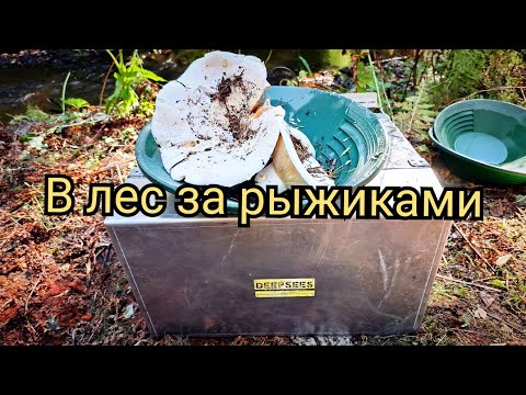 Видео: В лес за Рыжиками и Грибами