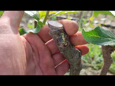 Видео: Питомник саженцев сливы на подвое Кубань 86 и Бест