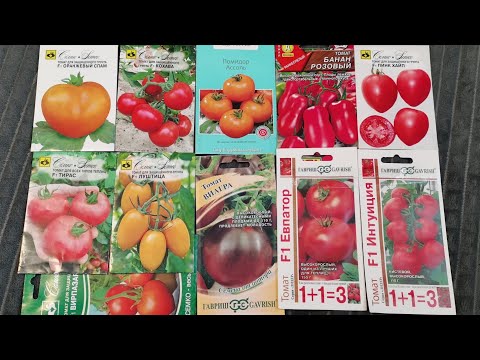 Видео: Томаты устойчивые к кладоспориозу ожидания и результат Семена на 2026 год. 