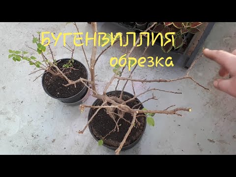 Видео: Бугенвиллия. 1ч.  Обзор моих растений  Обрезка и формировка, разные способы.