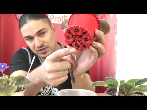 Видео: Это ДОЛЖЕН ЗНАТЬ КАЖДЫЙ О ФИТИЛЬНОМ ПОЛИВЕ!   Самые ВАЖНЫЕ МОМЕНТЫ