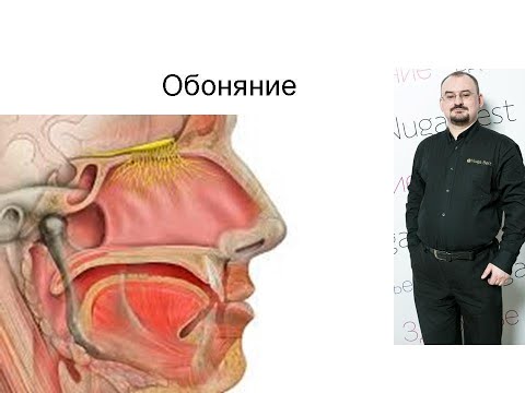 Видео: Обоняние – І пара черепно-мозговых нервов.