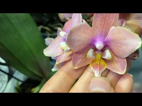 Видео: Парфюмерные фабрики бабочки и стандарты! Ароматные орхидеи Diffusion, Summerion, Odorion, Dusty Bell