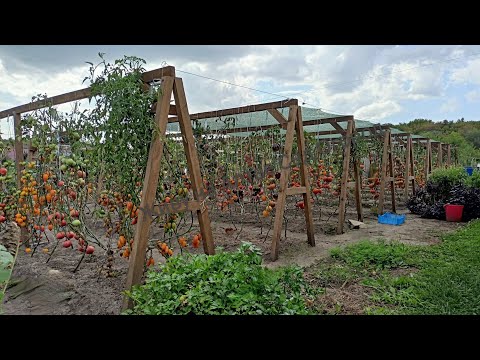 Видео: Коллекционные томаты и арбузы в открытом грунте в конце августа