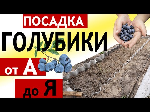 Видео: Голубика Посадка и Уход от А до Я || Cажаем Голубику Весной в Открытый Грунт || Состав Cубстрата