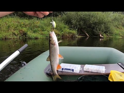 Видео: Рыбалка на голавля и окуня. Лето, малая река.