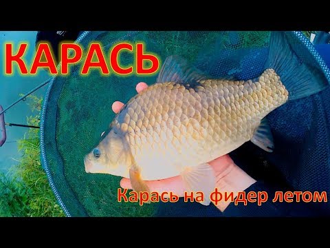 Видео: КАРАСЬ  Ловля карася. Карась на фидер летом