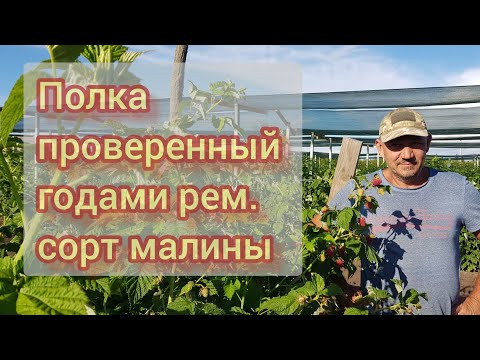 Видео: Ремонтантный сорт малины Полка .Как всегда безотказный