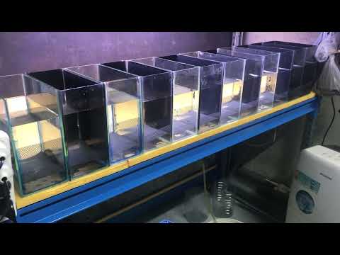 Видео: Итог нереста бриллиантовой тетры, аманды, керри и красного фантома