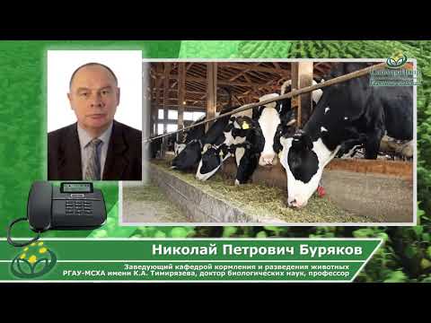 Видео: Силосный сорт подсолнечника Белоснежный