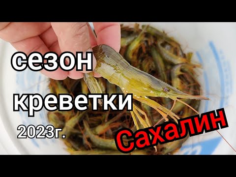 Видео: Открытие сезона на КРЕВЕТКУ 2023г. о.САХАЛИН.