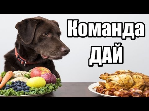 Видео: Как научить собаку делиться. Как научить собаку команде дай. Как правильно давать команды собаке.