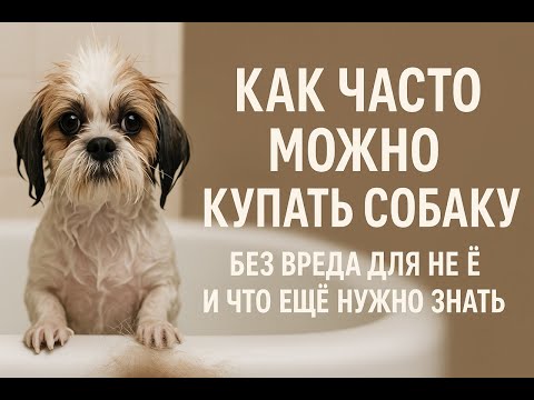 Видео: Как часто можно купать или мыть собаку без вреда для ее здоровья и что еще надо обязательно знать.