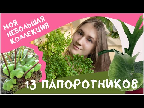 Видео: Моя Коллекция Папоротников. Люблю Инопланетные Растения. Платицериум Супербум, Леканоптерис и другие
