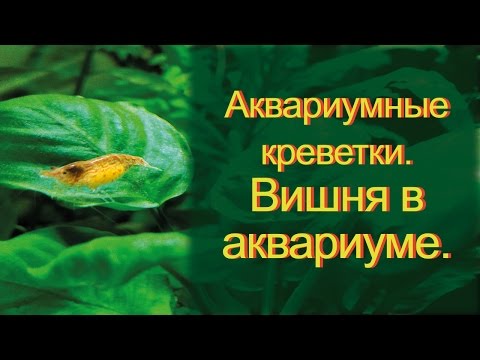 Видео: Аквариумные креветки. Содержание и уход.