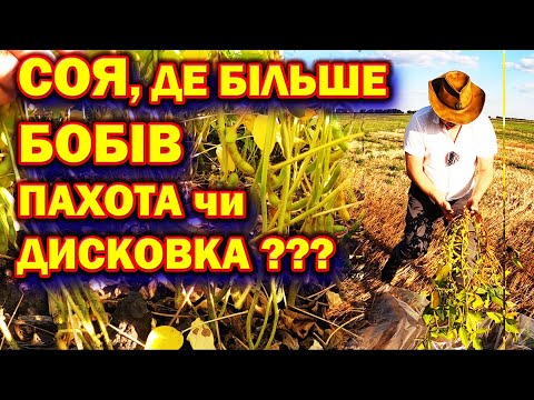 Видео: 🤔ЩО ВПЛИВАЄ НА КІЛЬКІСТЬ БОБИКІВ ❓️ Добриво Органофоска⁉️ Густота❓️ Обробіток⁉️ #соя #сояультра