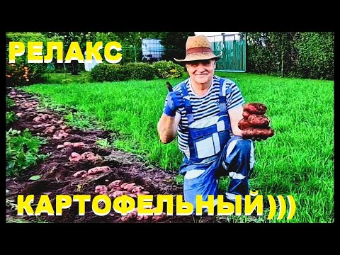 Видео: Копаем САРПО МИРА! Картофельный релакс))Potato relaxation))
