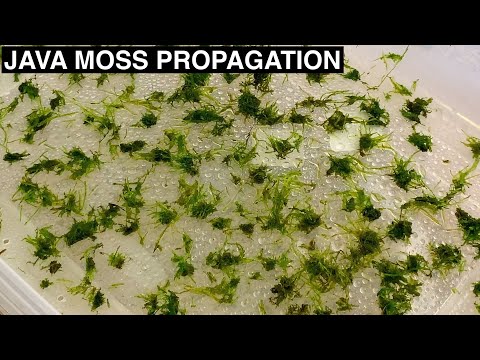 Видео: Как размножить яванский мох!!! — Улучшенный эксперимент (настройка)