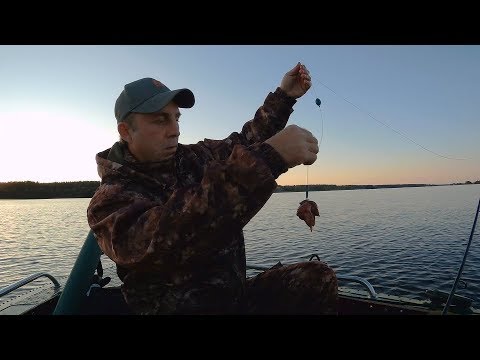 Видео: Ловля сома на куриную печень. Отчёт о рыбалке