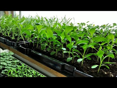 Видео: Какие ЦВЕТЫ желательно СЕЯТЬ В КАССЕТЫ? Наш ОПЫТ И РЕЗУЛЬТАТ!