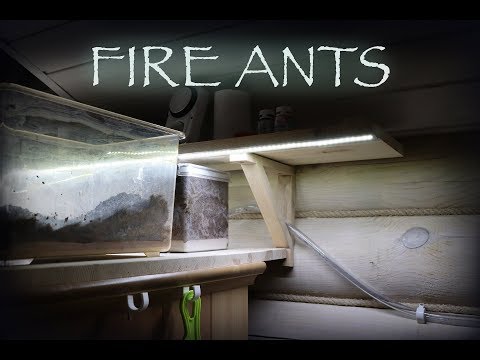 Видео: Огненные муравьи//Solenopsis invicta//six paws of evil.