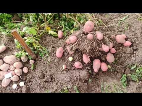 Видео: Шарвари Пирошка ,ЛУЧШАЯ КАРТОШКА)))))ТРУМ- ПУМ-ПУМ)))))