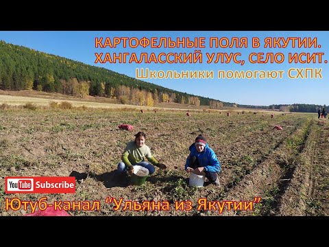 Видео: Якутия. Как выращивают и собирают картофель