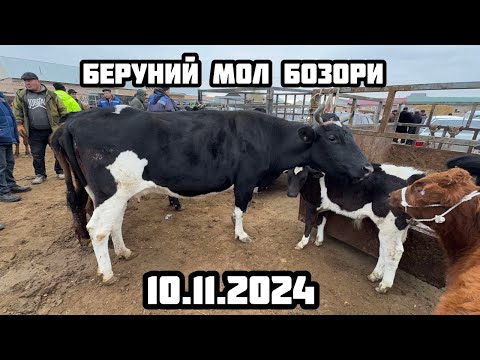 Видео: БЕРУНИЙ СИГИР БОЗОРИ 10.11.2024