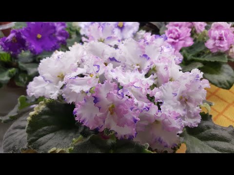 Видео: Цветущие фиалки.на 9.07.21Новенькие и старожилы))между делом отделила пасынок))