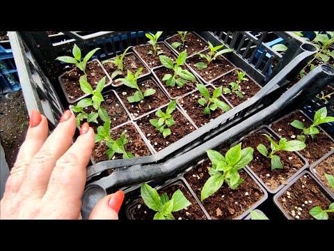 Видео: ЧЕРЕНКОВАНИЕ ГОРТЕНЗИИ В ТОРФЯНЫХ ТАБЛЕТКАХ и ПРОБКАХ 🌿🌿🌿