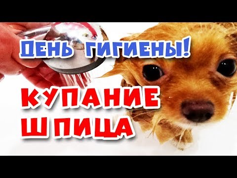 Видео: 🐾 Как КУПАТЬ щенка шпица
