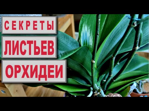 Видео: СЕКРЕТЫ ЛИСТЬЕВ ОРХИДЕИ, или ЕСТЬ ЛИ У ОРХИДЕИ ГОРБ? ВОПРОСЫ ПО АЛОЭ для ОРХИДЕЙ, ВОПРОСЫ И ОТВЕТЫ!