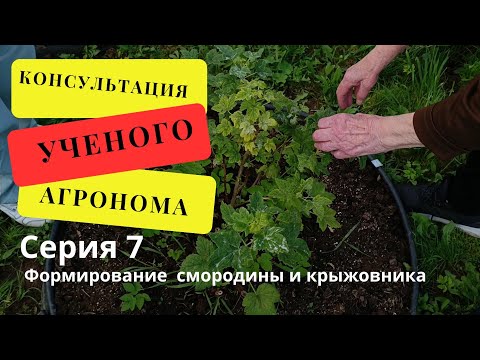 Видео: Консультация Ученого агронома  Серия 7  Формирование смородины и крыжовника
