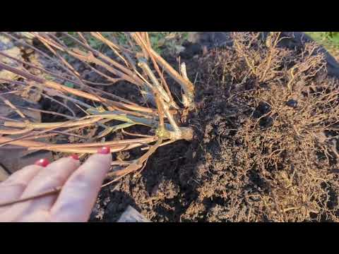 Видео: 22.10.24.Дача..Пересадка Гортензий.и.посадка  нарциссов.