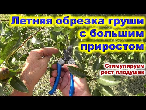 Видео: Летняя обрезка груши с сильным приростом. Стимулируем рост плодовой древесины.