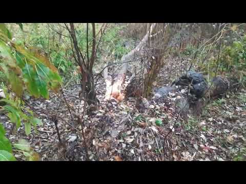 Видео: Охота на бобра капканами. 