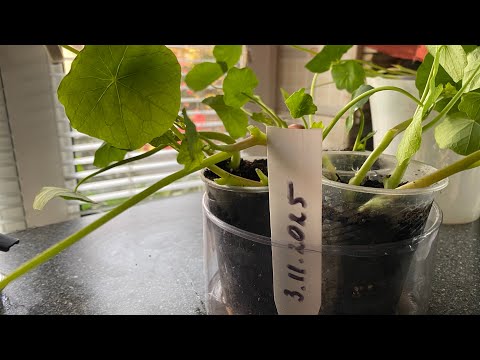 Видео: Настурция не сформировала семена! Стоит нарезать черенки.