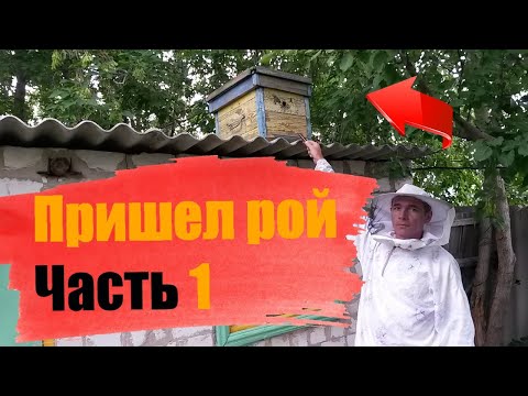 Видео: Как установить ловушки для поимки роев .