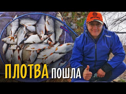 Видео: ХОД ПЛОТВЫ на Днепре. Рыбалка на фидер ранней весной.