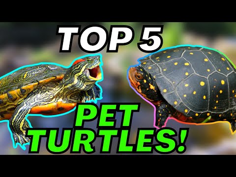 Видео: Мой ТОП-5 ЛУЧШИХ ДОМАШНИХ ЧЕРЕПАХ!