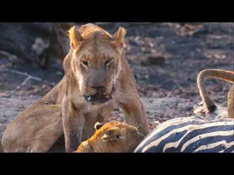Видео: Трагедия: знаменитый львиный прайд заражается сибирской язвой! (Red Road и Nharus)