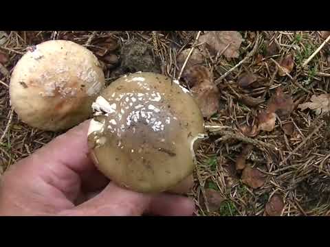 Видео: МУХОМОР  пантерный и серо-розовый видимые различия.