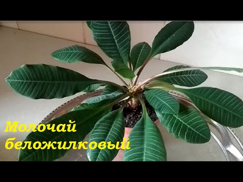 Видео: Молочай беложилковый- размножение черенками возможно! //Rejuvenation of milkweed belozhilkovogo//