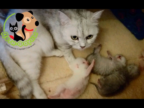 Видео: Кормление котят, когда начинать подкармливать?